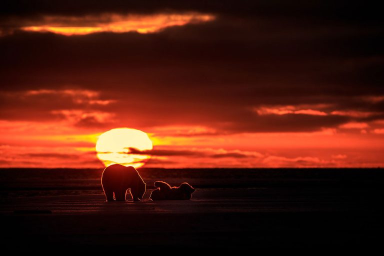Behind the Shot: Polar Bears at Arctic National Wildlife Refugearticle featured image thumbnail.