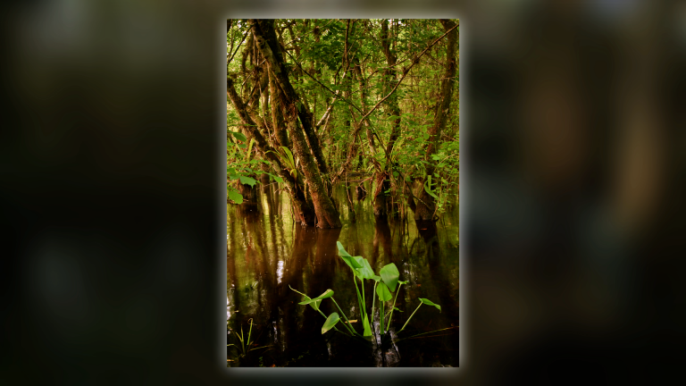 Freshwater Cypress Swampsproduct featured image thumbnail.