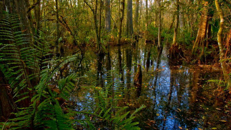 Photographing Big Cypress at the Florida Everglades – Course Previewproduct featured image thumbnail.