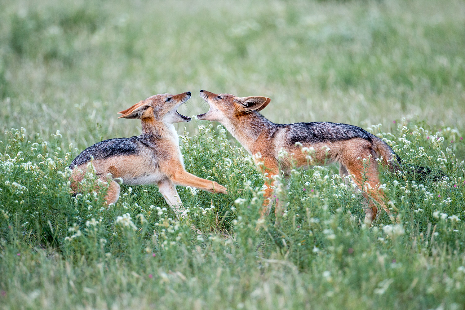 two young jackals