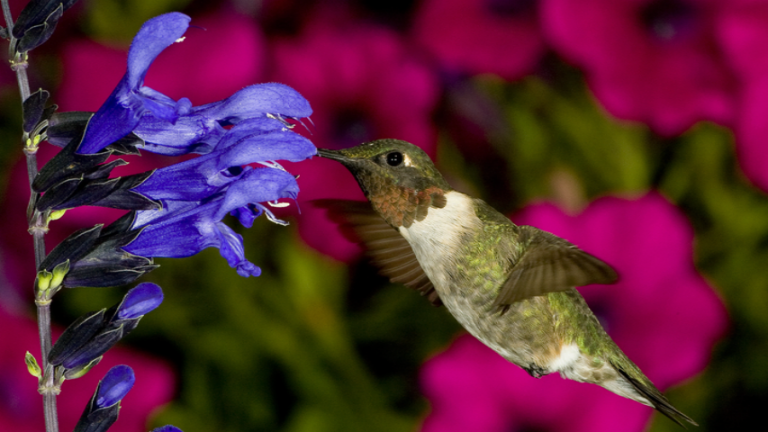 how-to-photograph-hummingbirds