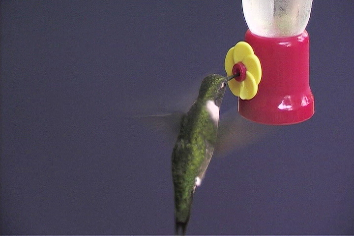 Photographing Hummingbirds: Tips and Techniquesproduct featured image thumbnail.