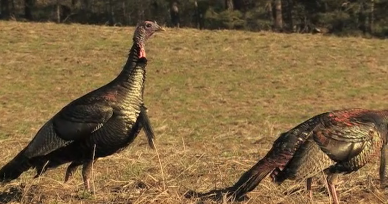 Techniques for Photographing Eastern Wild Turkeys – Course Previewproduct featured image thumbnail.