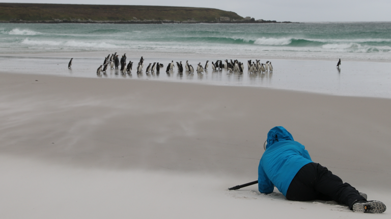 Photographing with Natural Light at the Falklands Islandsproduct featured image thumbnail.