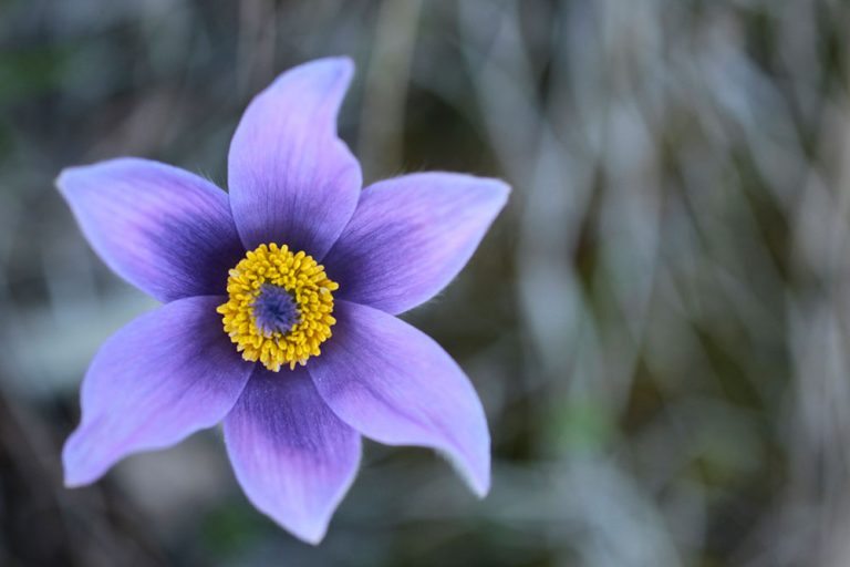 Photographing Early Blooming Spring Flowers | Outdoor Photography Guide