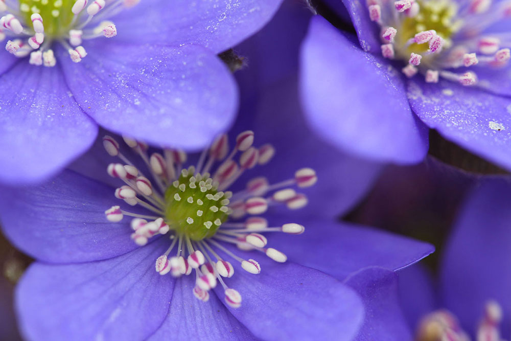 Photographing Early Blooming Spring Flowers