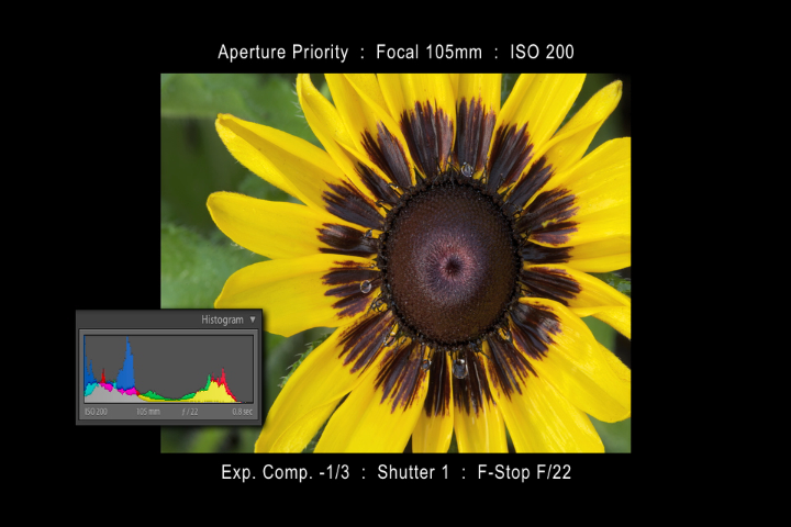 Capturing Flowers Using Multiple Lensesproduct featured image thumbnail.