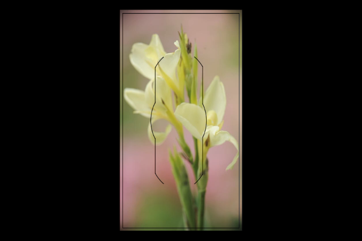 Isolation Photography: Capturing Flowersproduct featured image thumbnail.