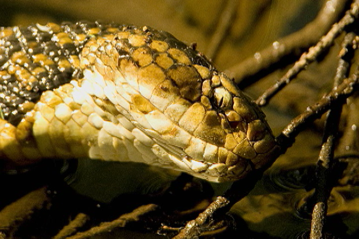 Capturing The Cottonmouth Water Moccasinproduct featured image thumbnail.