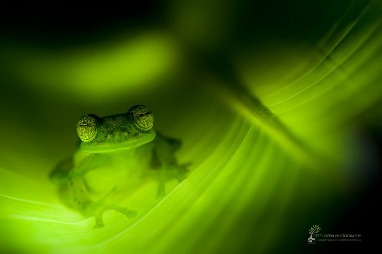 Behind the Shot: Glass Frog Worldproduct featured image thumbnail.