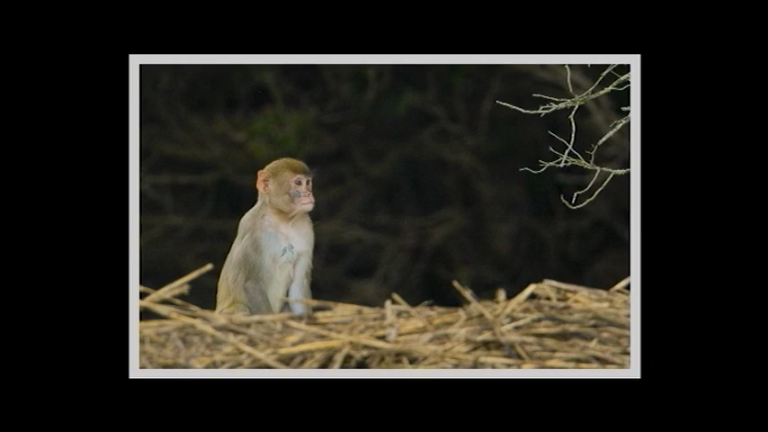 Capturing Monkeys on the St. Helena Soundproduct featured image thumbnail.