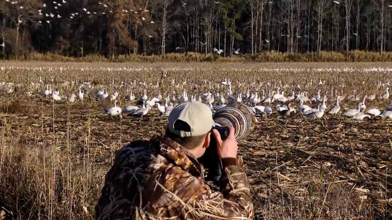 Photographing Waterfowl Along The Eastern Coast 