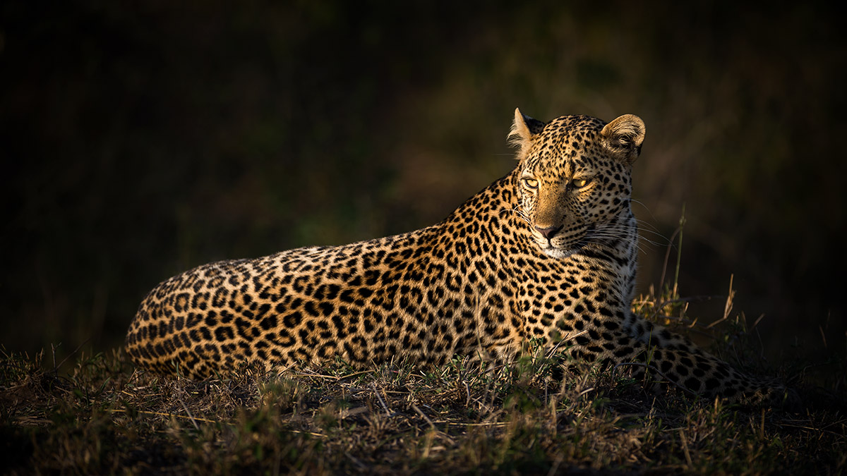 Wildlife Photography in Kenya