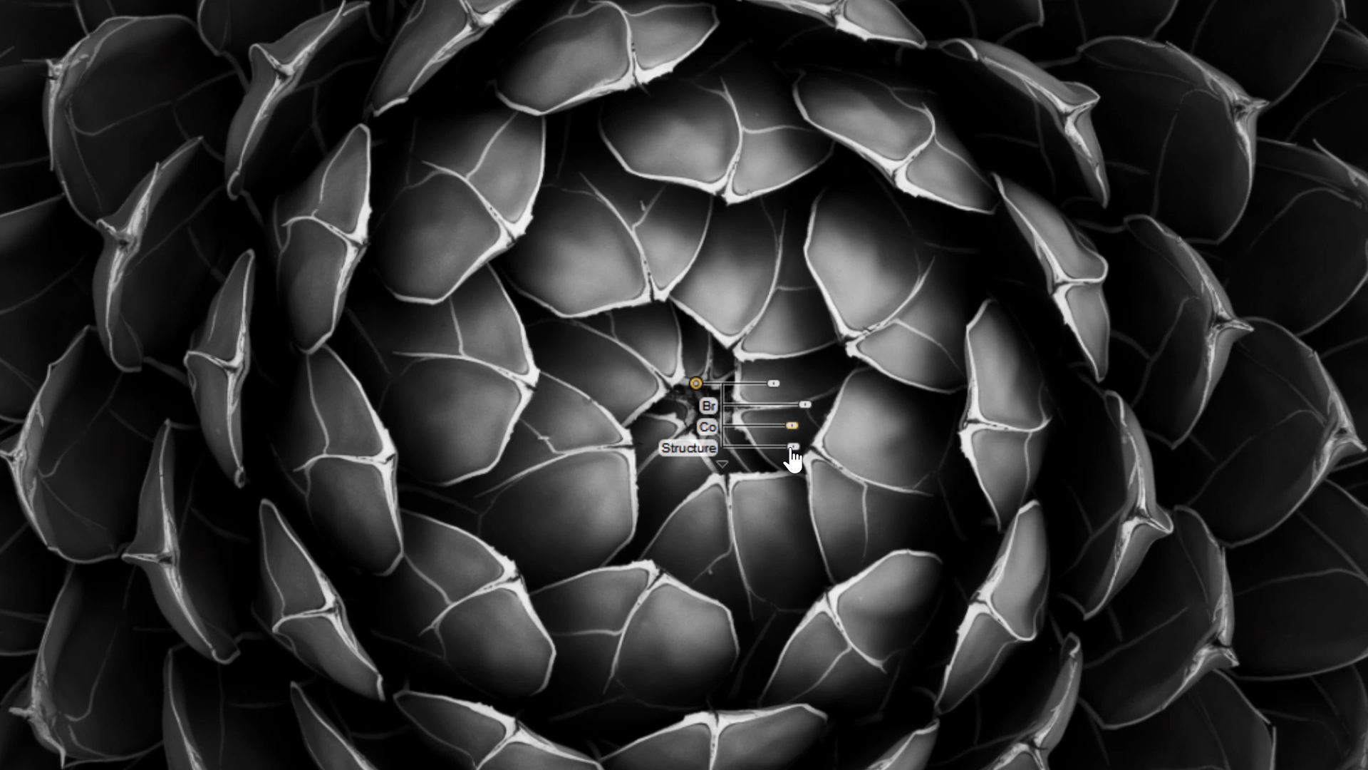 Black and white close up of succulent