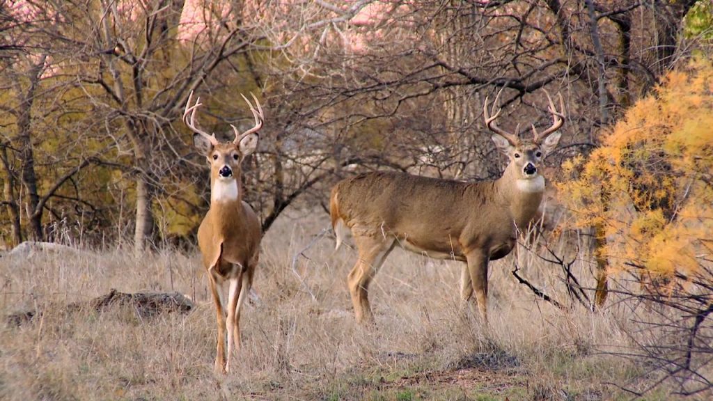 Capturing the Kansas Whitetail Deer Outdoor Photography Guide