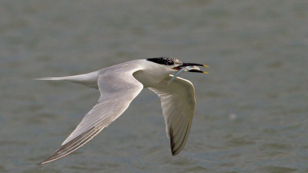 Uncovering South Carolina’s Shorebirds | Outdoor Photography Guide