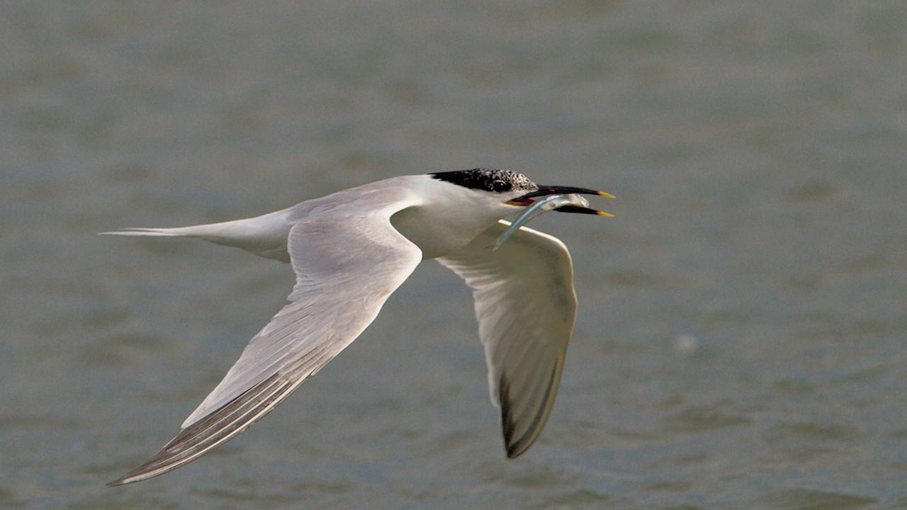 Uncovering South Carolina’s Shorebirds Outdoor Photography Guide