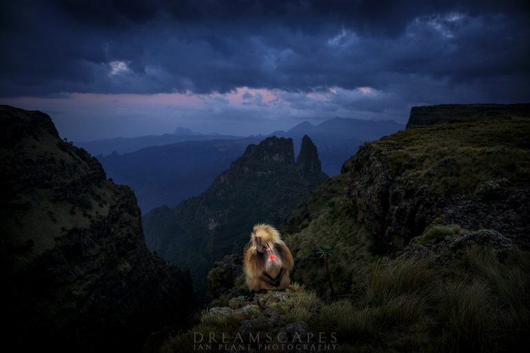 Trip Report: Simien Mountains National Park, Ethiopiaarticle featured image thumbnail.
