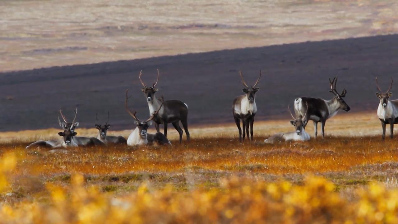 Capturing Caribou | Outdoor Photography Guide