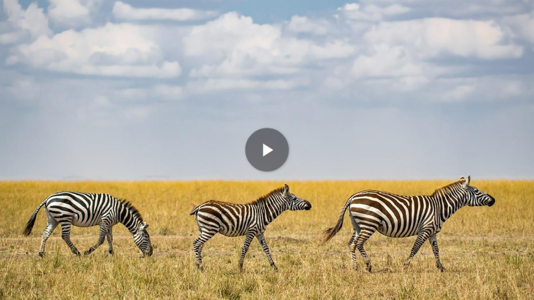 Video: Perspective Photography Tips for Wildlife Shotsproduct featured image thumbnail.