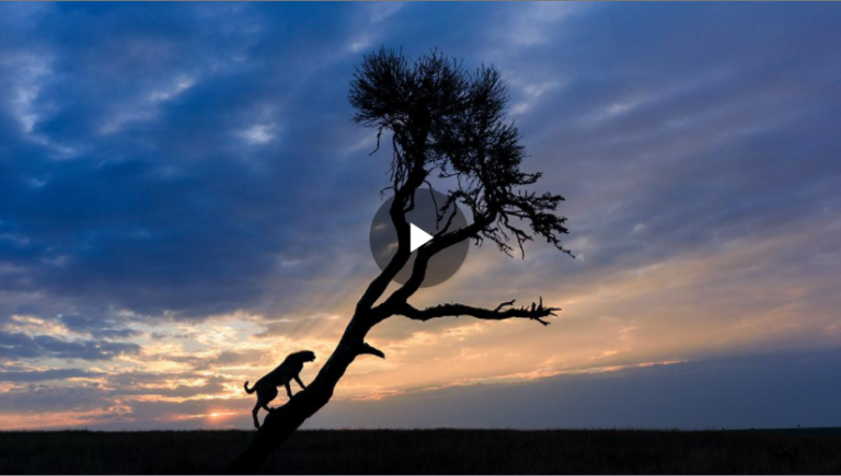 Video: When to Use Back Button Focus for Wildlife Photographyproduct featured image thumbnail.