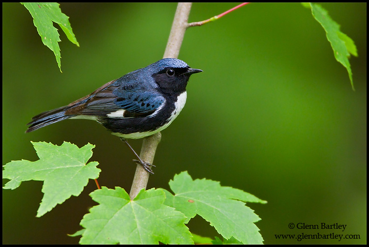 Ten Wildlife Photographers Zoom In on Their Favorite Birds, Science