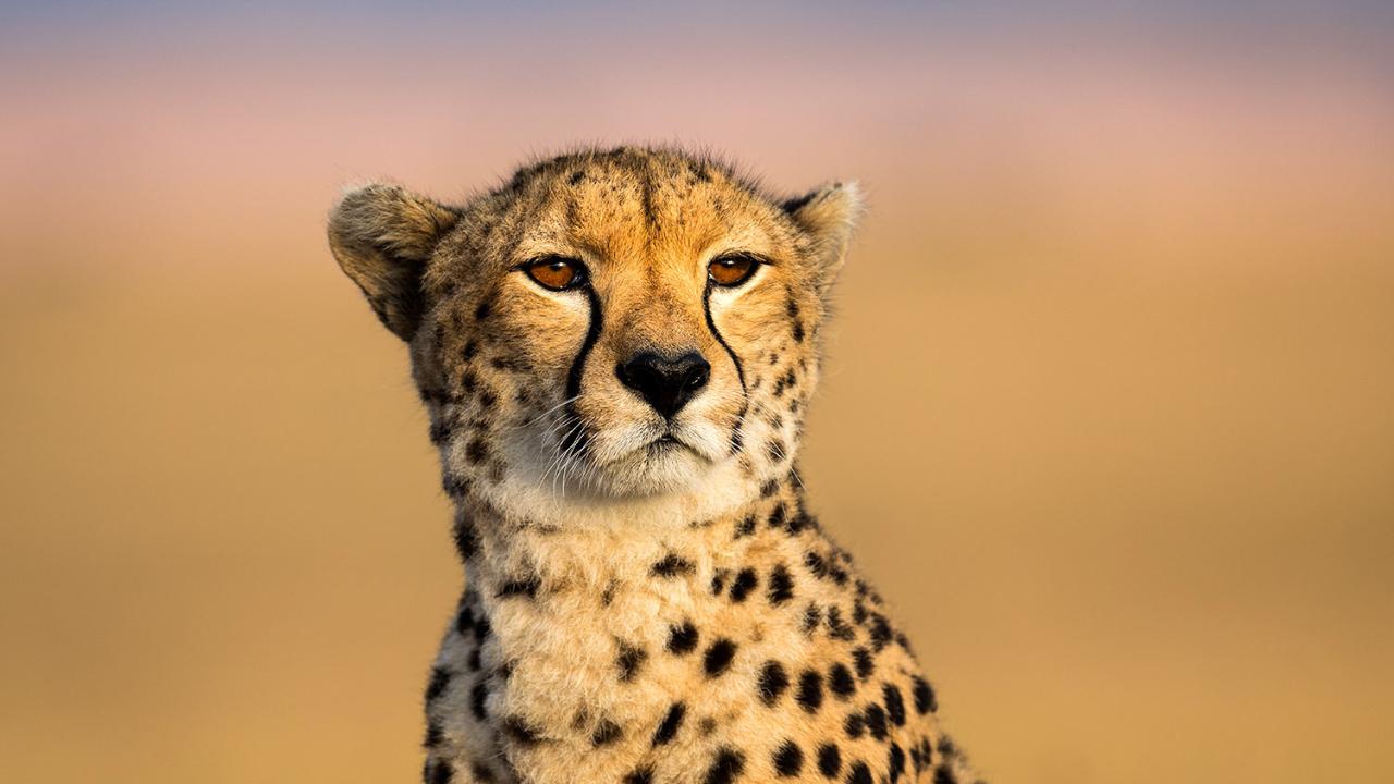 Best Gear for Wildlife Photography | OPG | www.outdoorphotographyguide.com