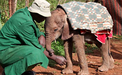 David Sheldrick Elephant Orphanage