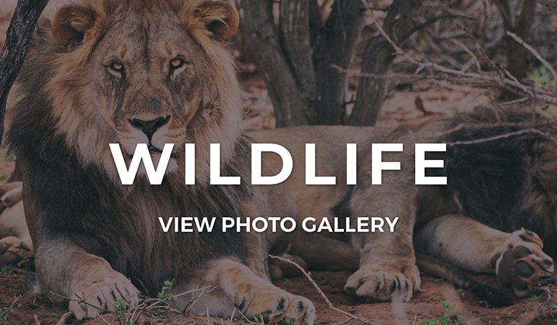 Wildlife Photo Gallery