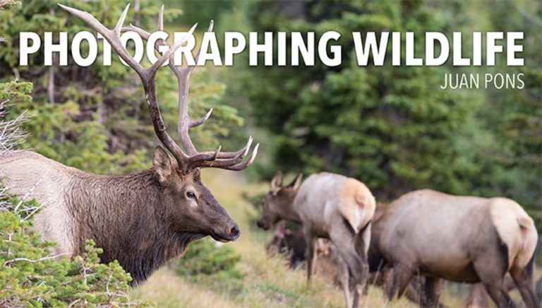 Photographing Wildlifeproduct featured image thumbnail.