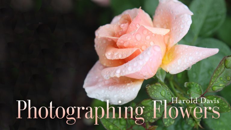 Photographing Flowersproduct featured image thumbnail.