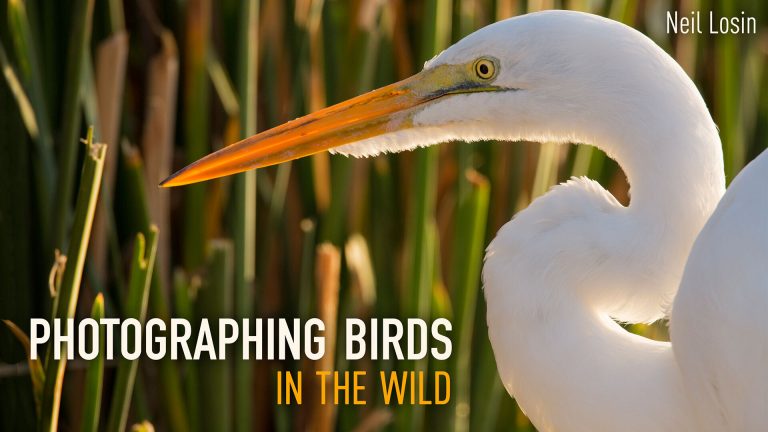 Photographing Birds in the Wild