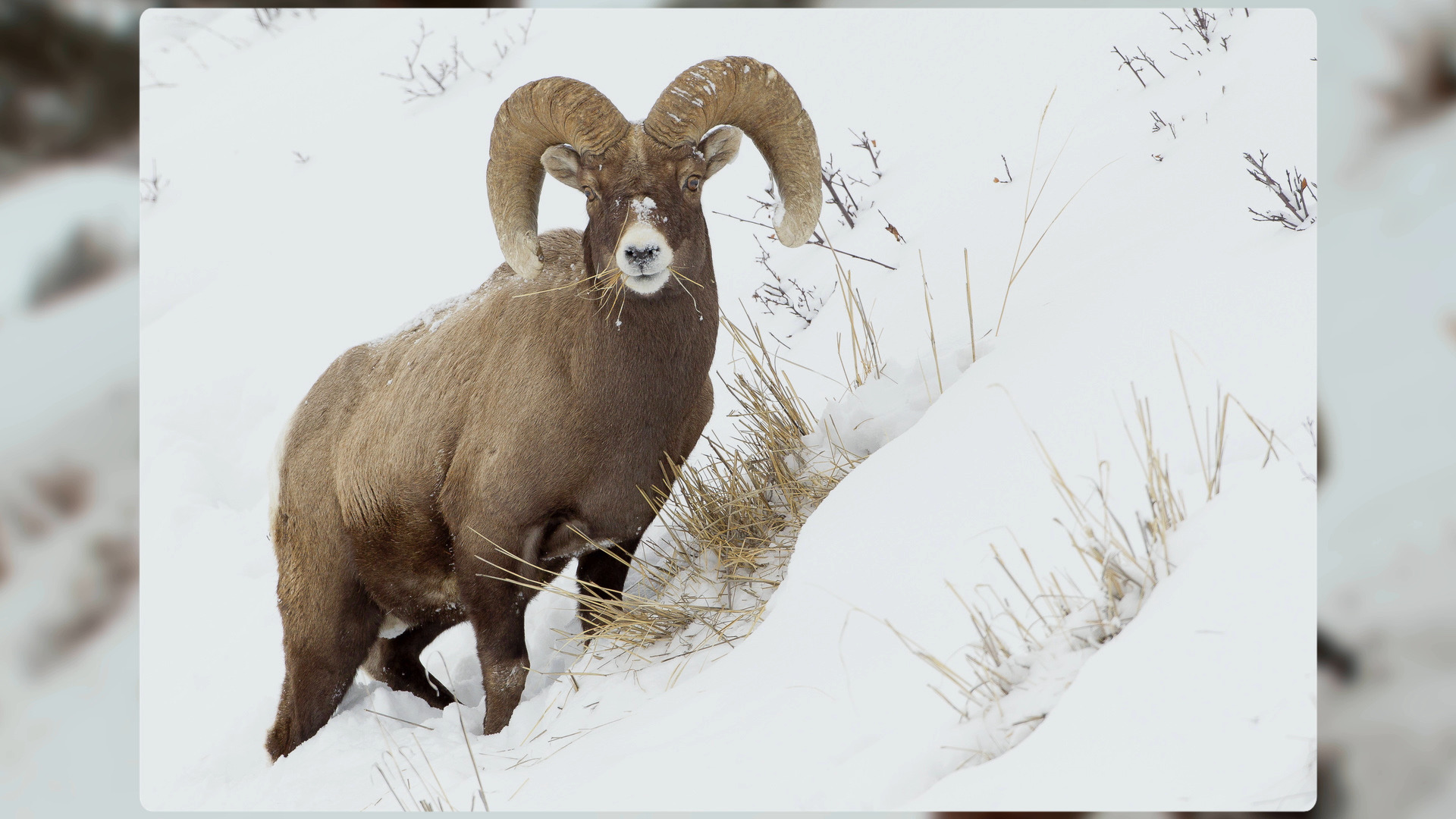 Photographing Bull Elk, Antelopes, and Bighorn Sheep