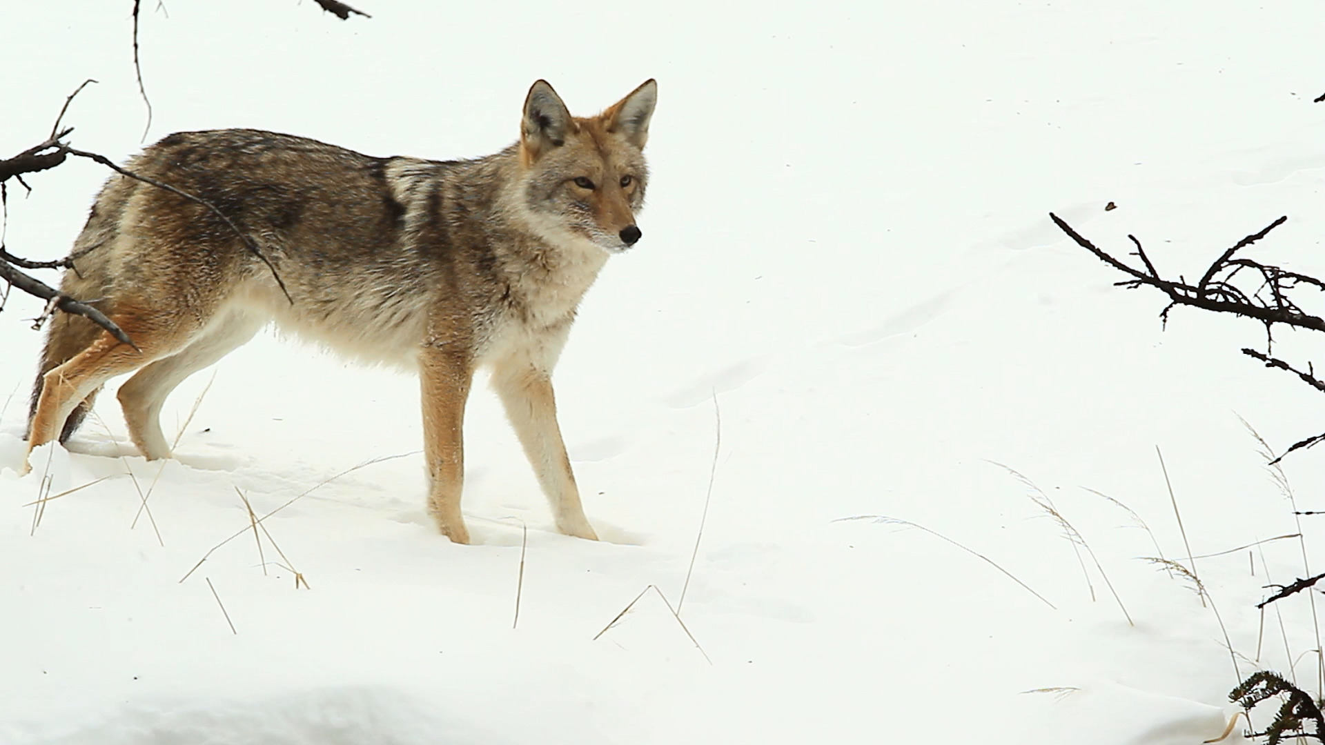 Photographing Coyotes