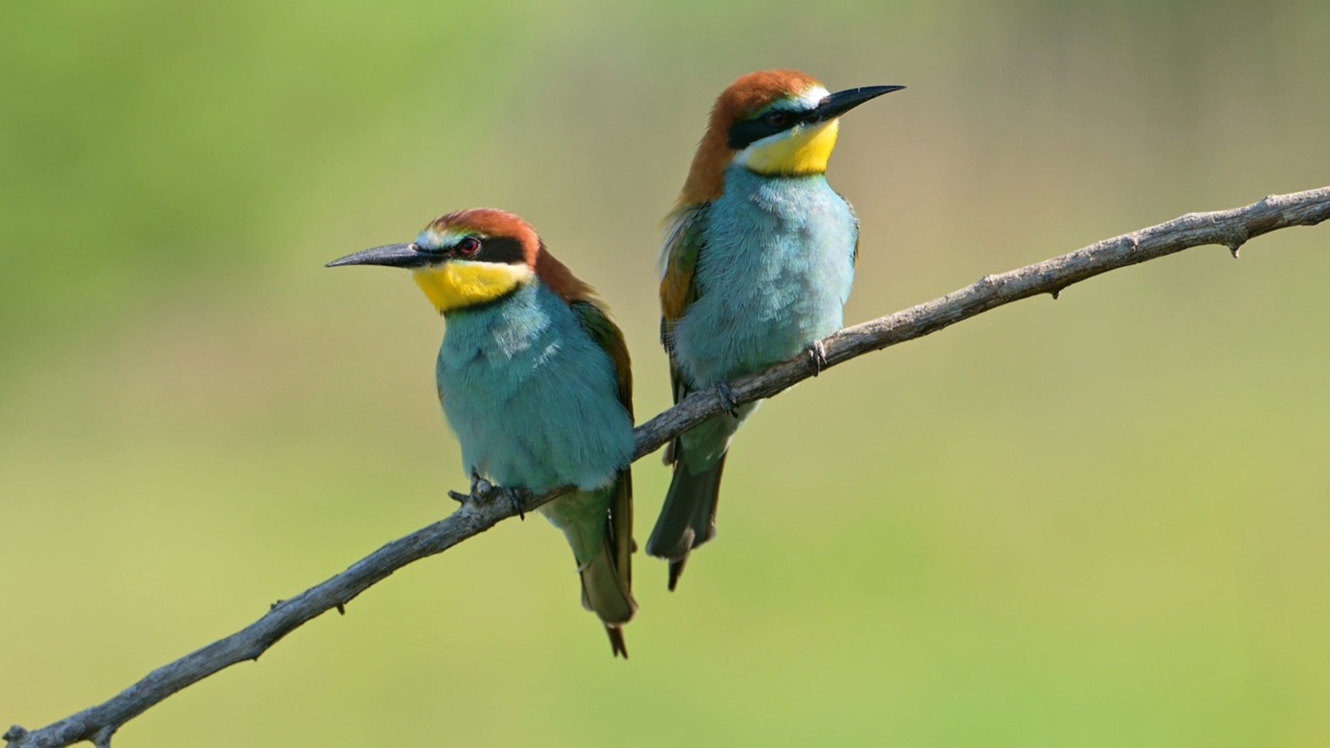 Wildlife Composition to Live By