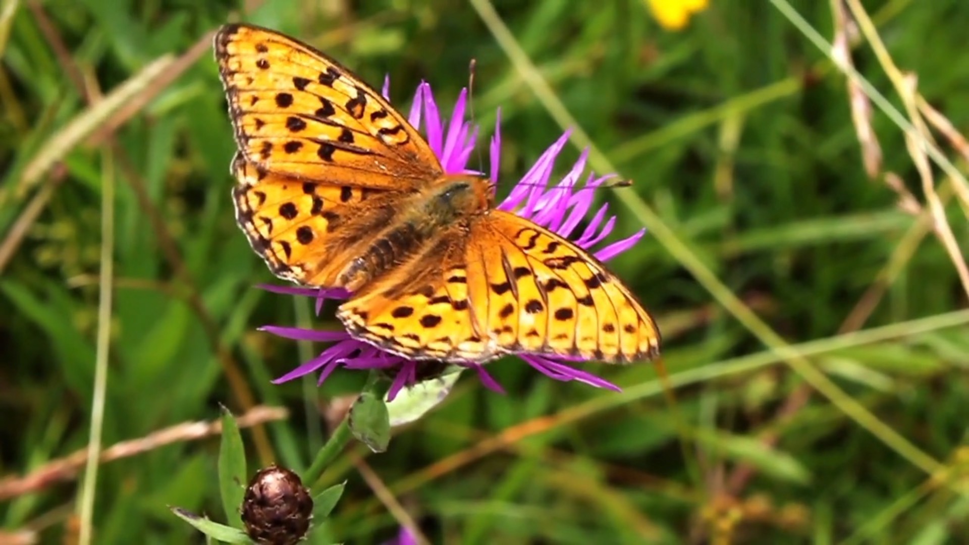 Maximizing Locations with Wildlife