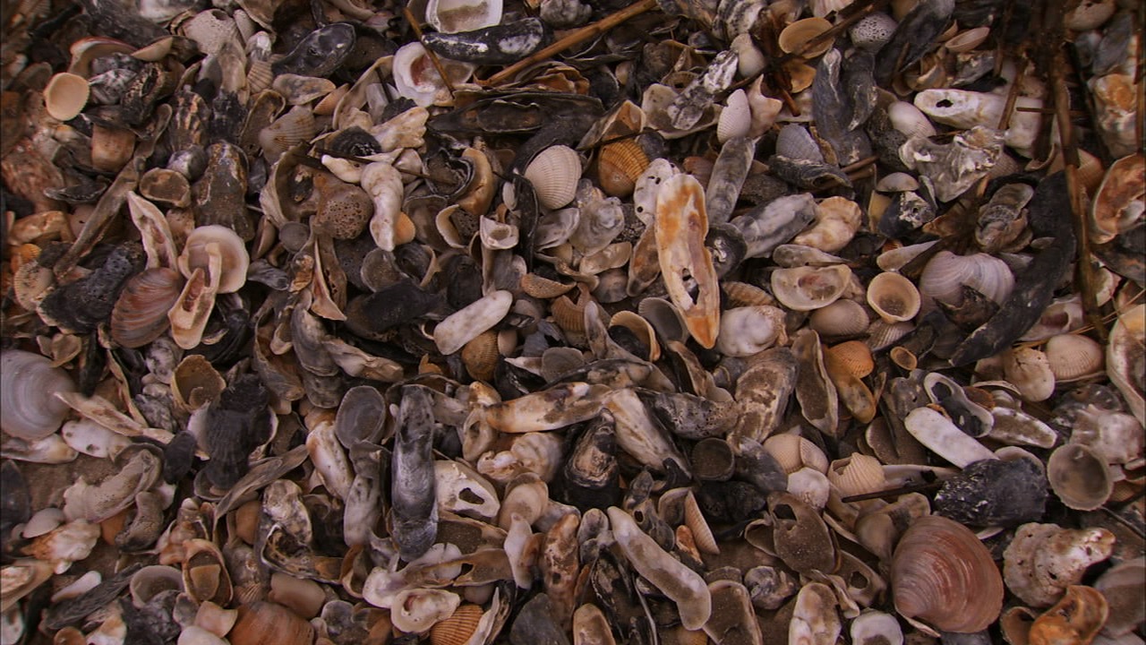 Close-Up Photography: Capturing the Details of Shells