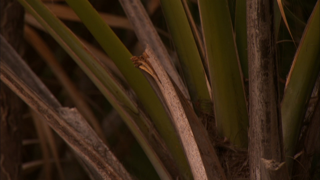 Photographing Scenery with Multiple Exposures