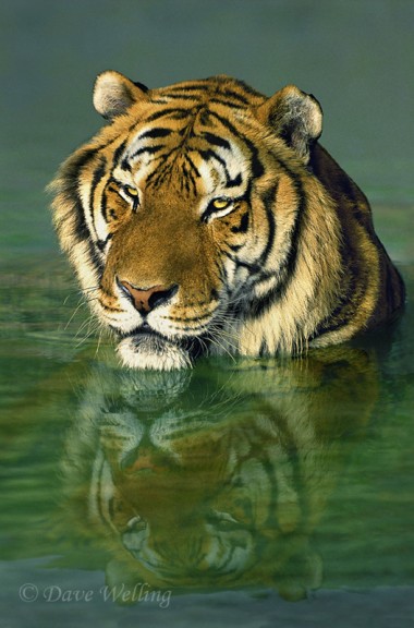 Behind the Shot: Documenting a Tiger | Outdoor Photography | Outdoor ...