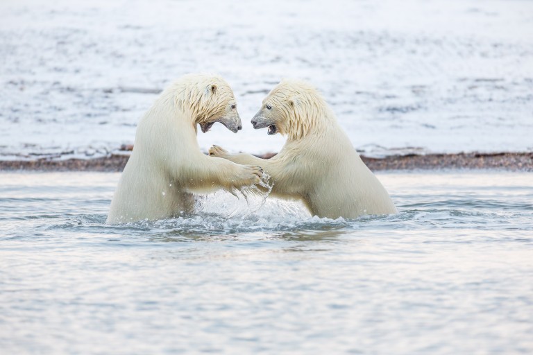 Polar Bears of the Arctic National Wildlife Refugearticle featured image thumbnail.