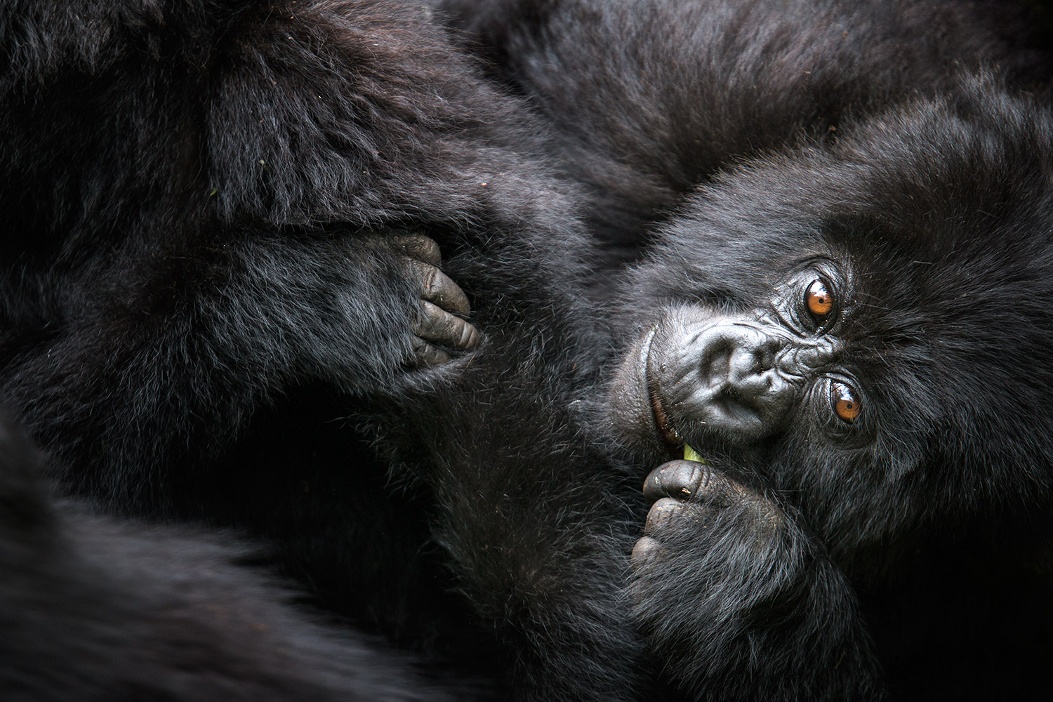 mountain gorilla