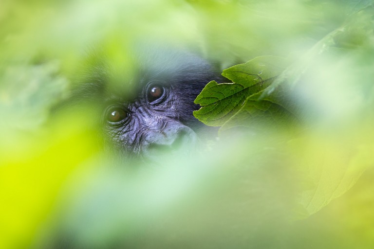 Mountain Gorillas of Rwandaarticle featured image thumbnail.