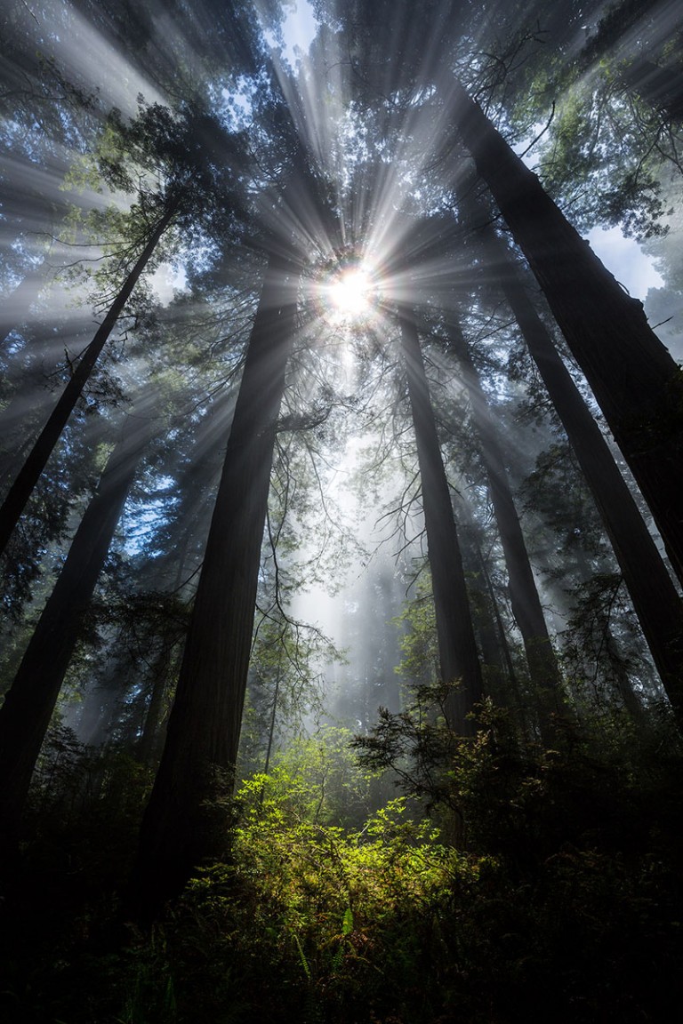 Behind the Shot: Redwood National Park, USAarticle featured image thumbnail.