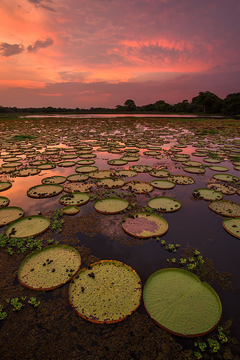 Pantanal3