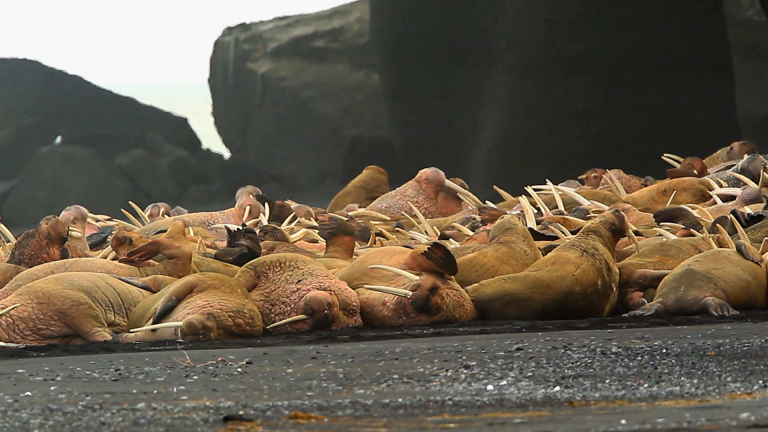 Wildlife Photography: Capturing Alaskan Walruses
