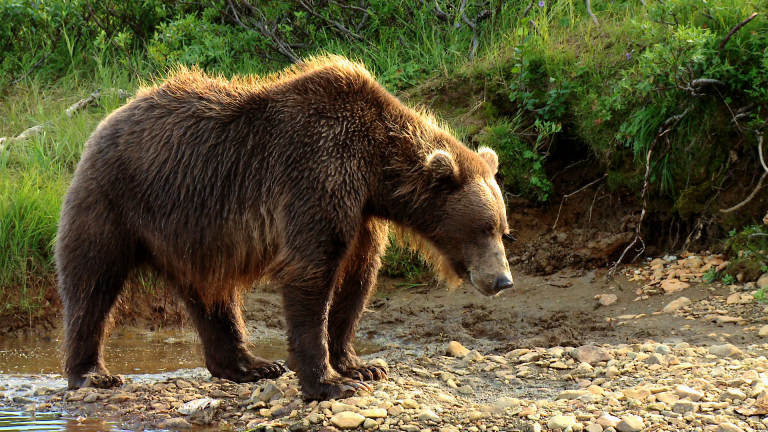 Encounters with Brown Bears