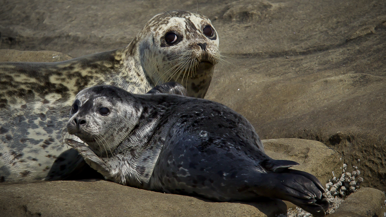 Locating Harbor Seals: Wildlife Photography