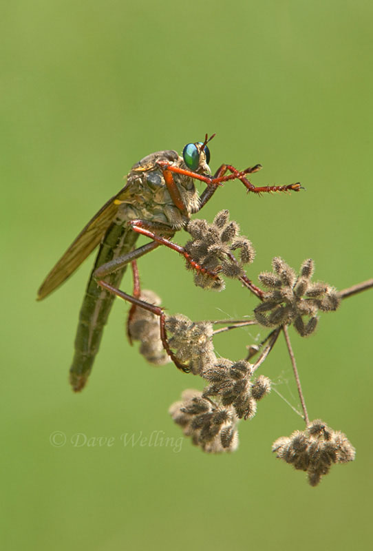 the microstylum morosum robber fly is a very large predatory fly found throughout texas - macro photography