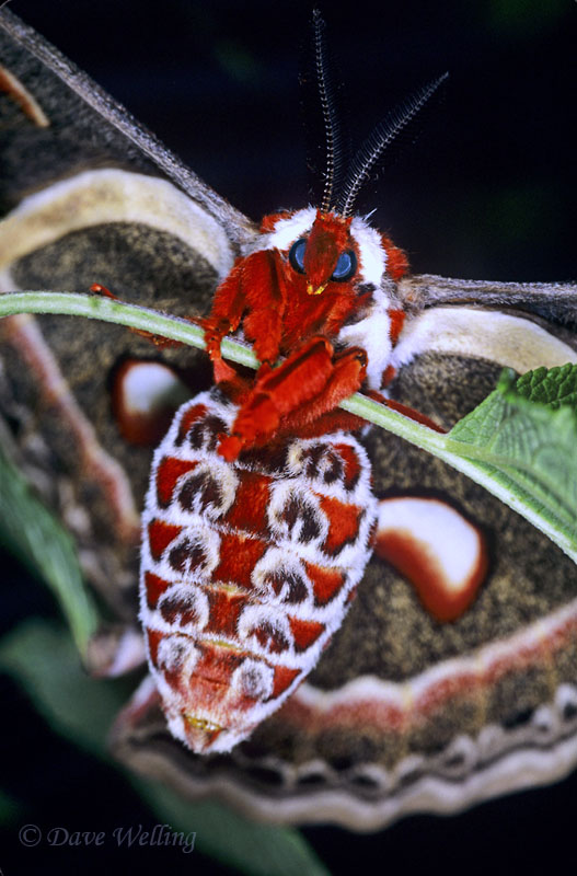 cecropia moths hylophora cecropia are introduced to the united states for the silk trade - macro photography