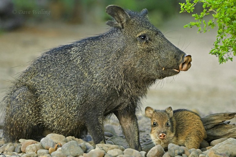 Photographing Wild Mammals from a Blindarticle featured image thumbnail.